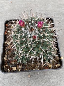 Mammillarie uncinata
